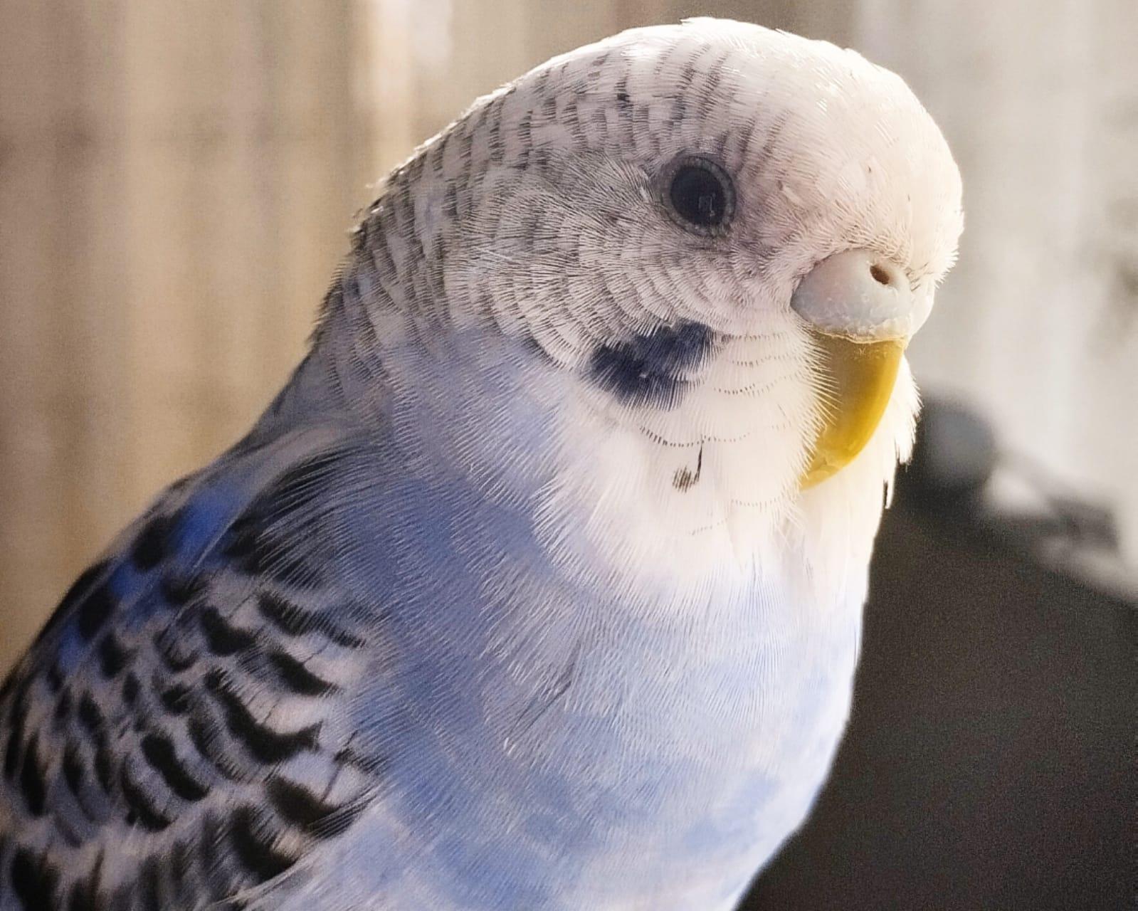 Muhabbet Kuşu Beslemeyi Düşünenlerin Bilmesi Gerekenler