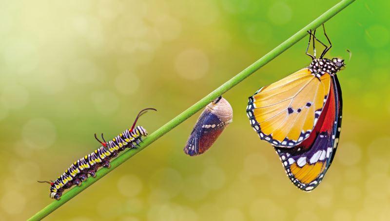 Her Tırtıldan Kelebek Olmaz