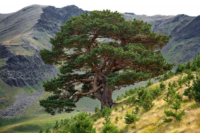 Rusya'nın En Yaşlı Ağaçları