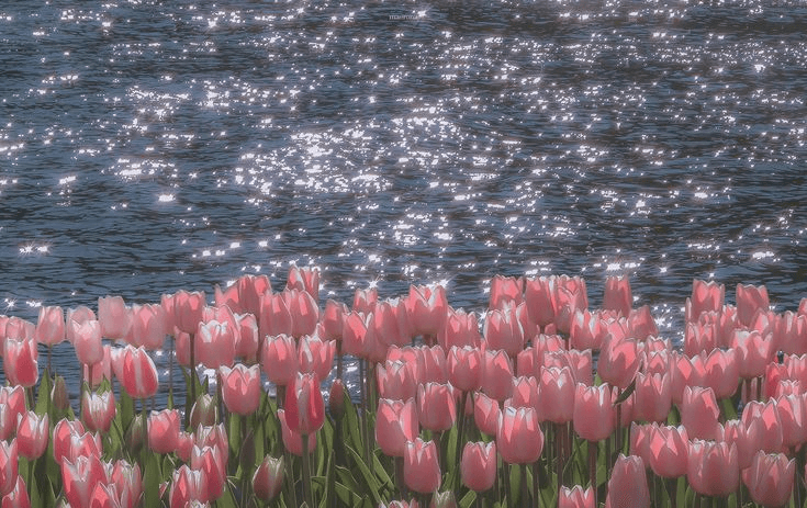 Doğanın İyileştirici Gücü: Bitkilerin Zihinsel ve Fiziksel Sağlık Üzerindeki Etkisi