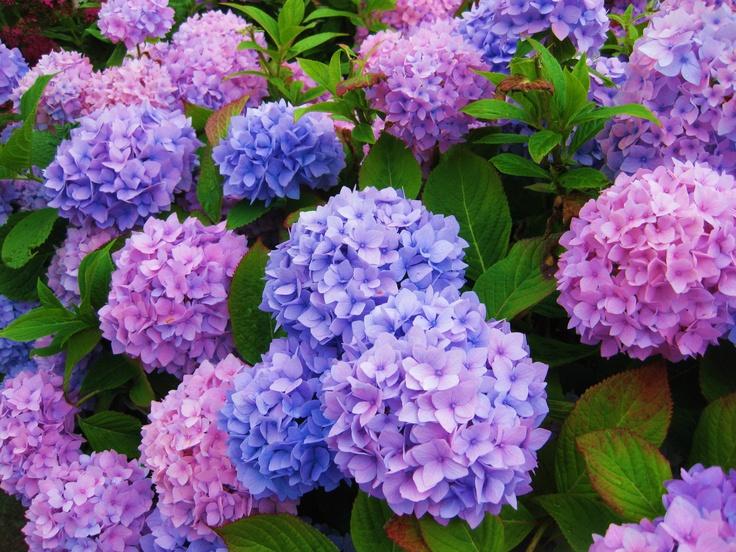 Yağmurlu Mevsimin Çiçeği: Ortanca