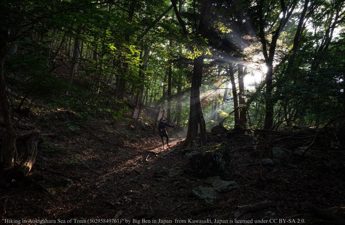 The Aokigahara Forest