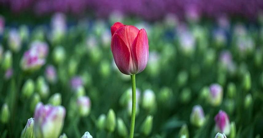 Hollanda Lale Çılgınlığı: Tarihin İlk Ekonomik Balonu