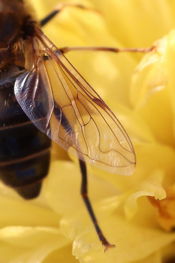Arıların Gizemli Dünyası: Doğanın Mühendisleriyle Tanışın
