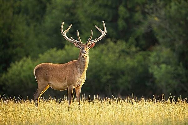 Doppler: Mükemmel Bir Hayattan Kaçış