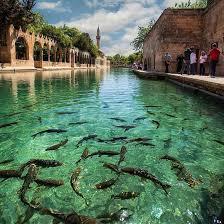 Urfa'nın Kalbindeki Mucize: Balıklıgöl Efsanesi