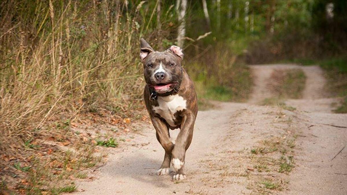 Tehlikeli Köpek Irkları İçin Yeni Dönem: Çip Yoksa Sokakta Bakımı Yasak