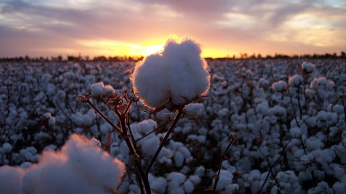 TÜRKİYE'NİN 2000-2020 ARASINDAKİ PAMUK ÜRETİMİ
