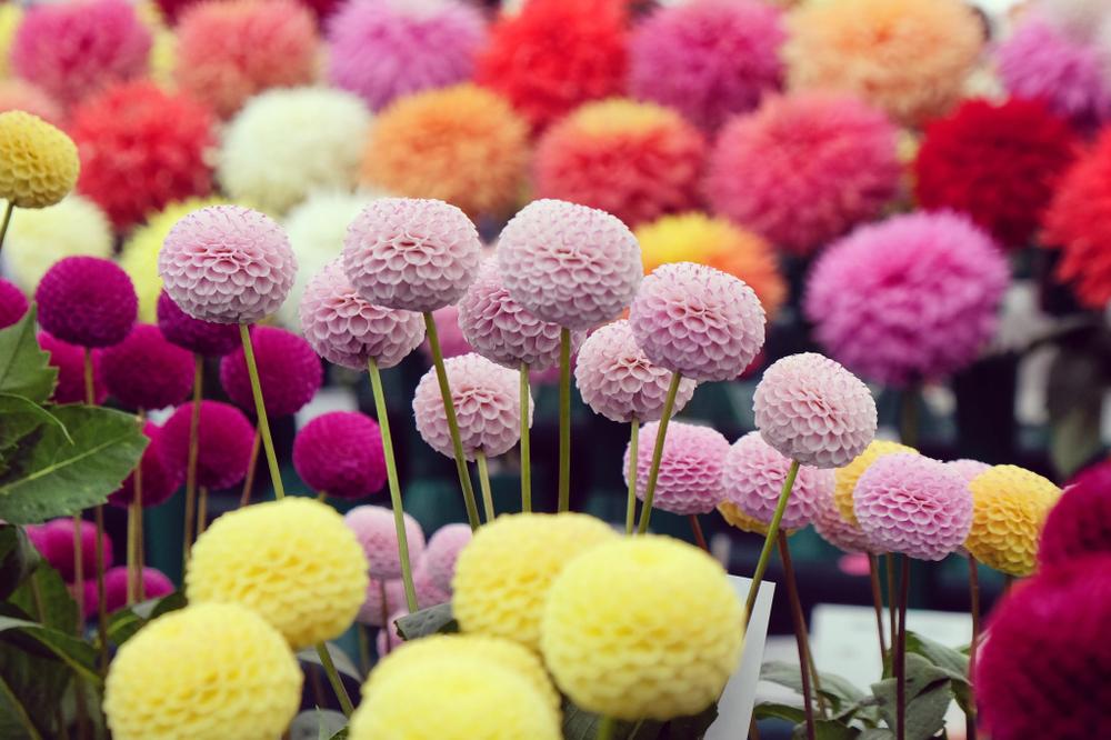 Çiçekler ve Anlamları