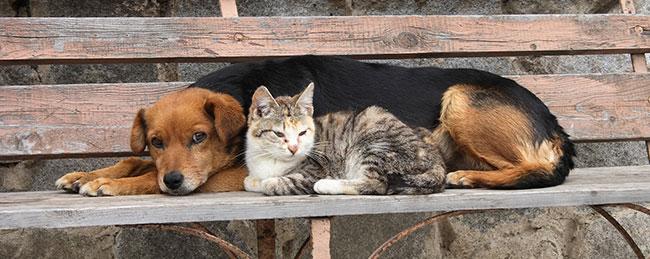 A Different Look at Istanbul's Street Animals