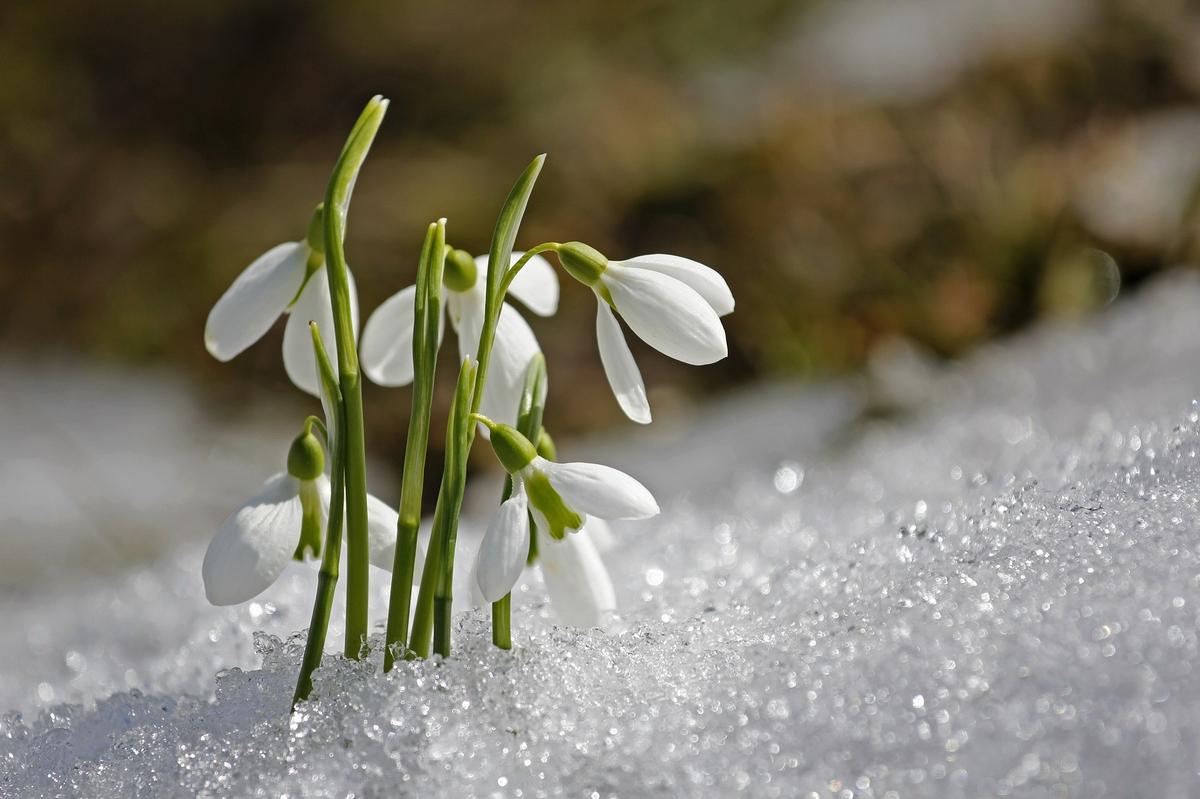 Galanthus: Kışa Meydan Okuyan Çiçek