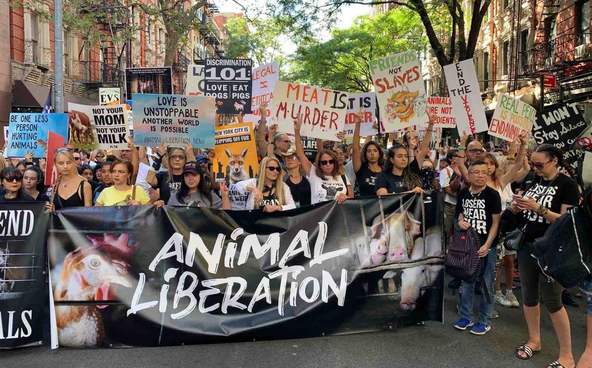 Legal Approaches to Non-Human Animals