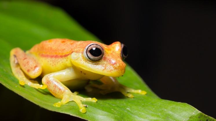 Loss of Biodiversity