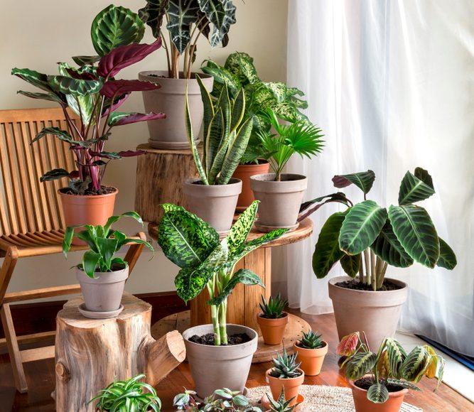 Evcil Hayvanlara Toksik Etkisi Bulunmayan Bitkiler