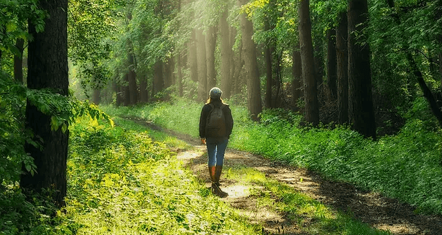 Doğayla Bağ Kurma Sanatı: Shinrin-Yoku