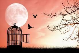 Ne Kadar Özgürüz?