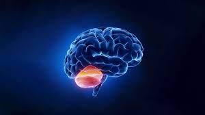 Beyincikle İlgili Yeni Bir Keşif