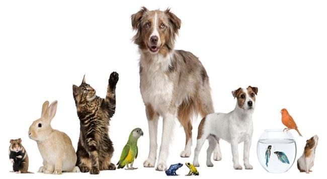 Neden Hayvan Sahiplenmeliyiz?