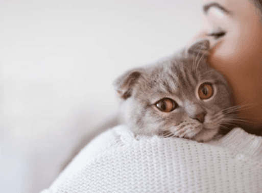 Kedilerin Mırlamasının İnsanlar Üzerindeki Faydaları