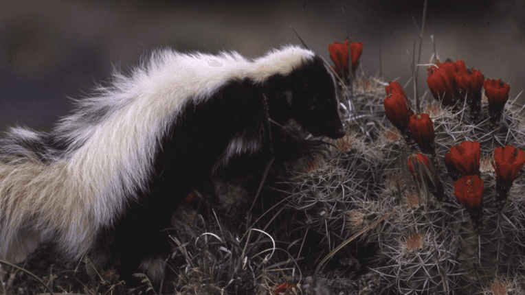 “Skunk Hour” by Robert Lowell and the Confessional and Autobiographical Quality of the Twentieth-Century American Poetry