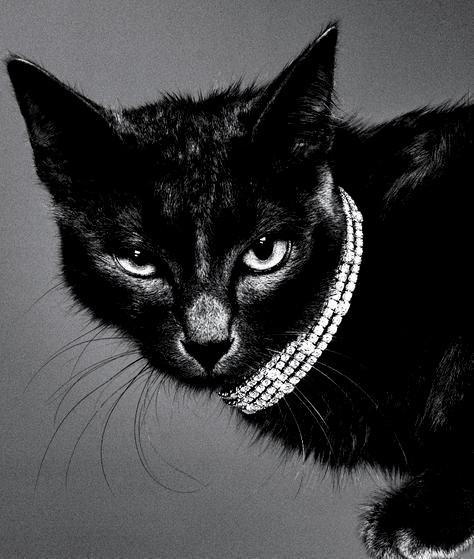 Kedilerin Gizemli ve Duygusal Yönleri