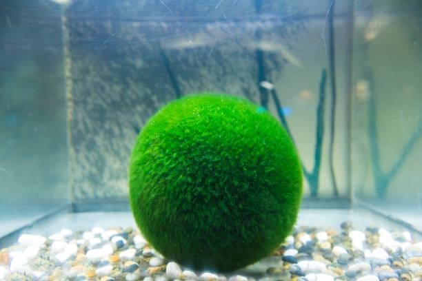 Marimo Nedir?