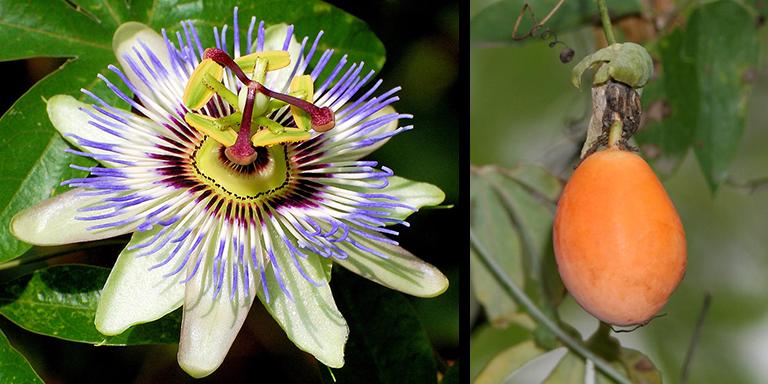 Güzelliği ve Sakinleştirici Özelliğiyle Çarkıfelek Bitkisi