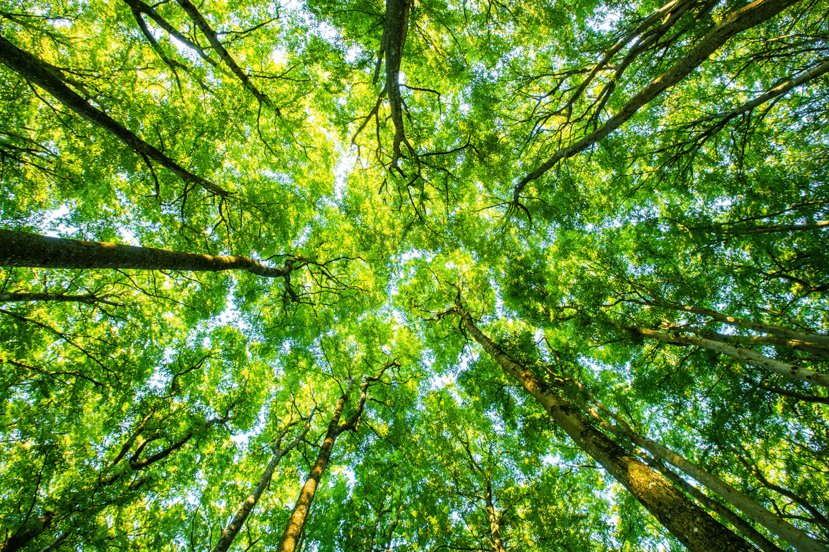 What Is This Sustainability Story?
