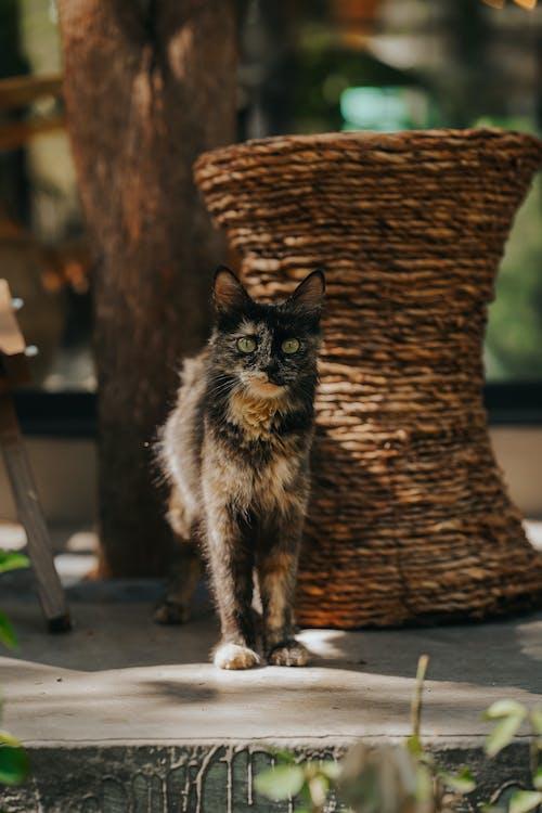 The Enigmatic Beauty of Tortoiseshell Cats