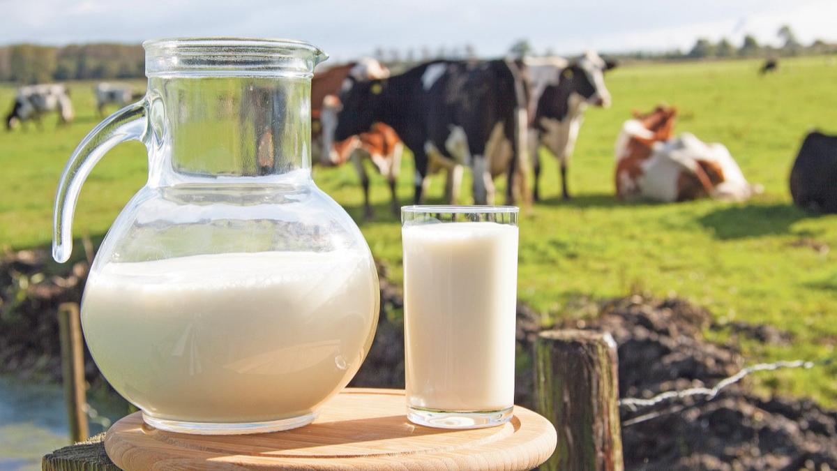 Sığır ve sütteki besin maddesi, kanserli hücrelere karşı bağışıklık hücrelerini güçlendiriyor