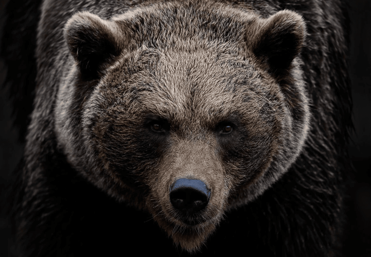 Ormanda bir ayıyla mı yoksa bir adamla mı yalnız kalmak isterdiniz ?