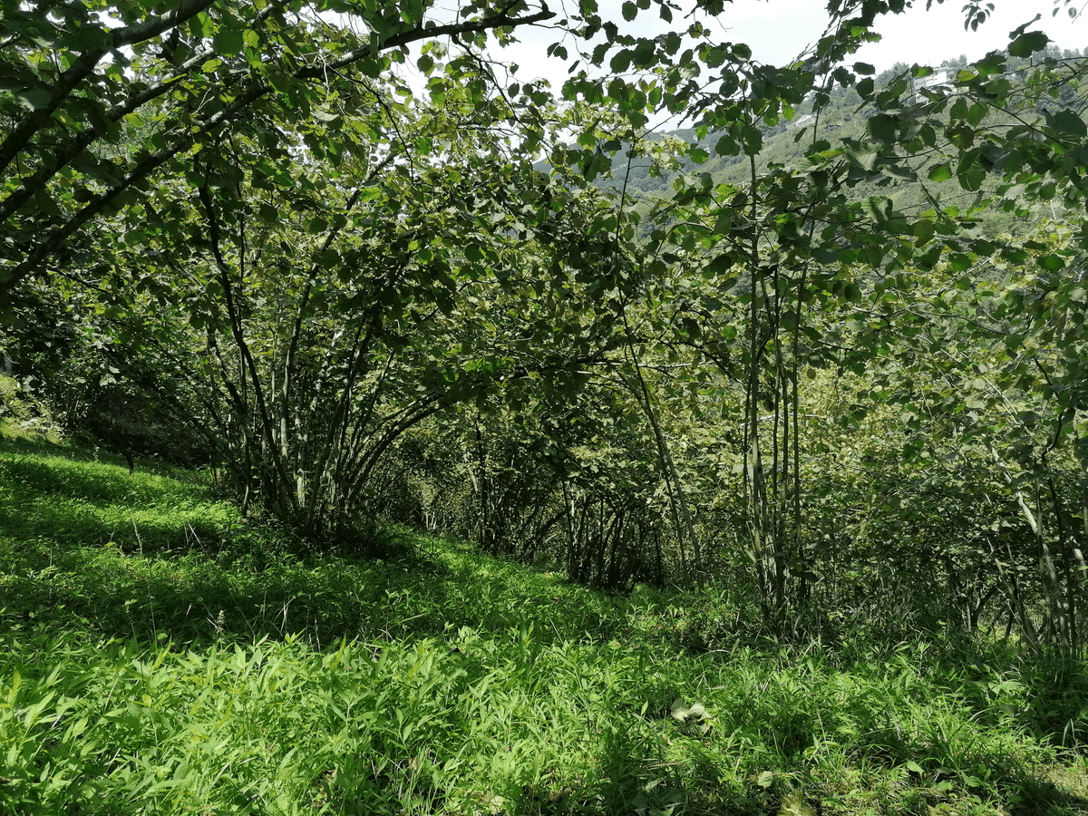 Bir Yaz Pek Çok Fındık: Fındık Hasadı