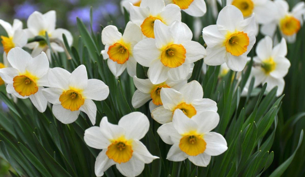 Flower Myths: The Creation of Narcissus
