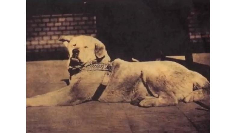 Hachiko: A Dog's Tale