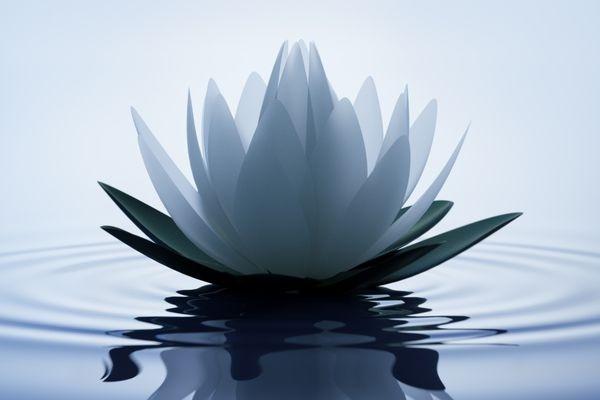 Lotus Çiçeği Ve Derin Anlamı
