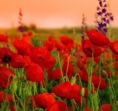 Flower Myths: The Creation Of Adonis