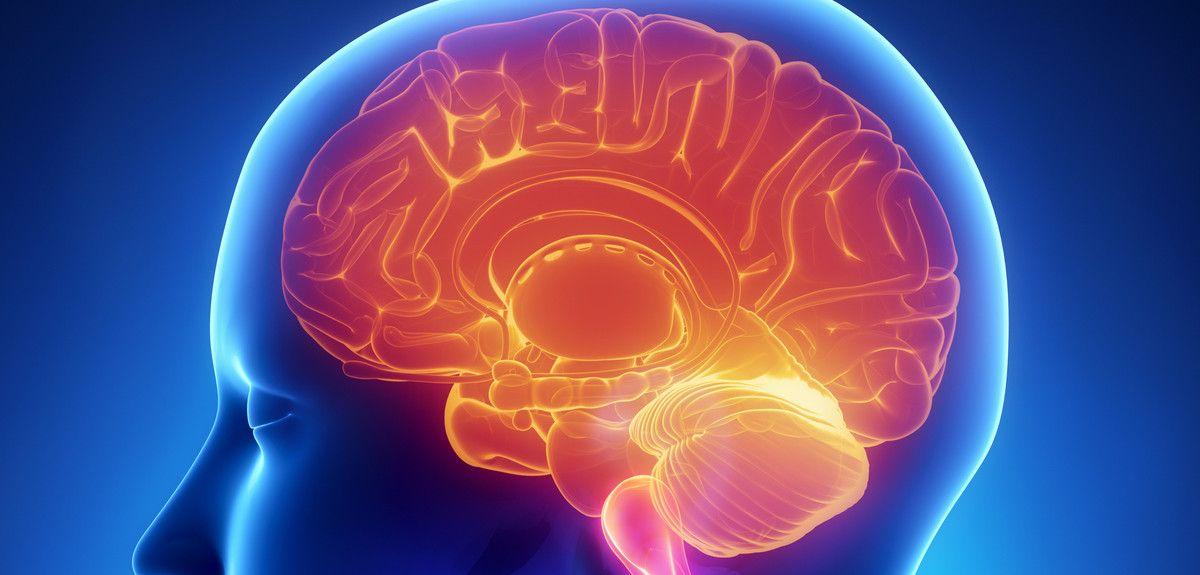 The Roles Of Our Lobes