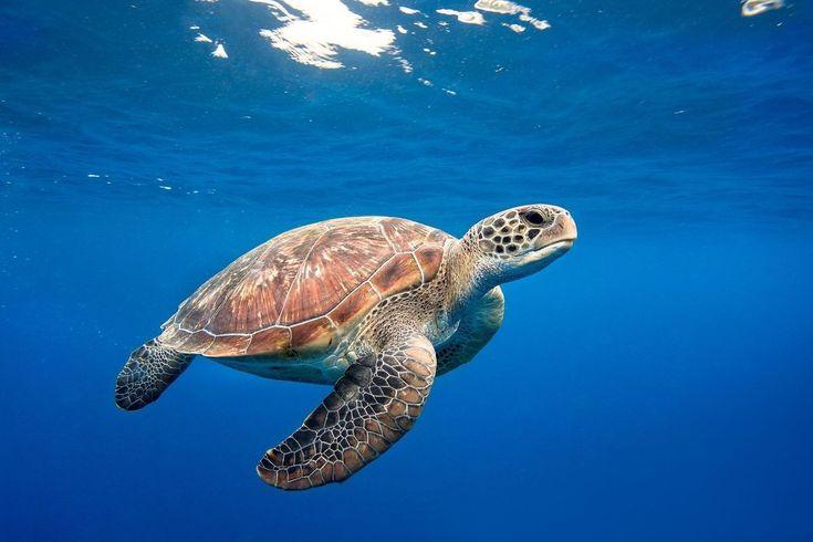 Caretta Carettalar