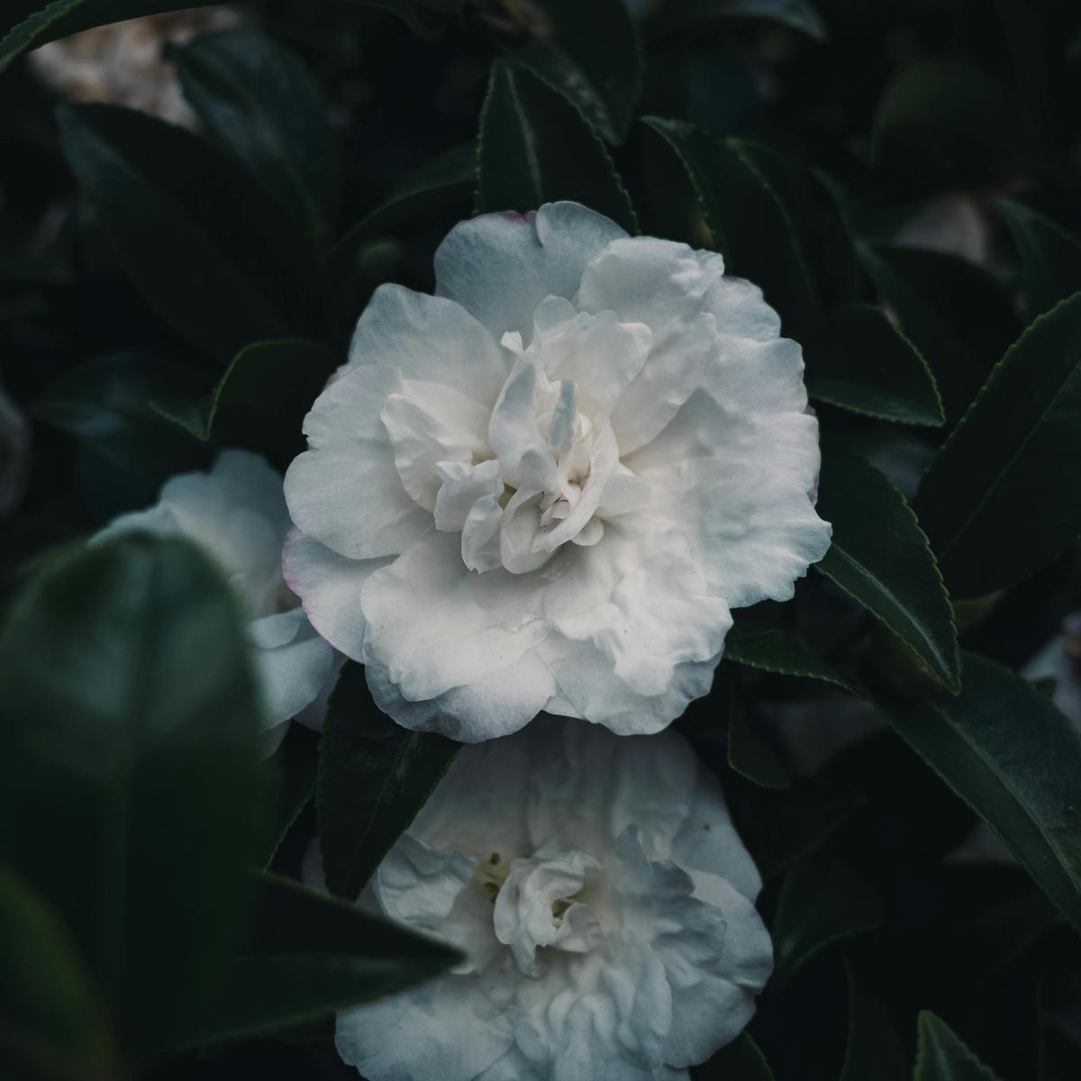 Alexandre Dumas-Kamelyalı Kadın: Marguerite