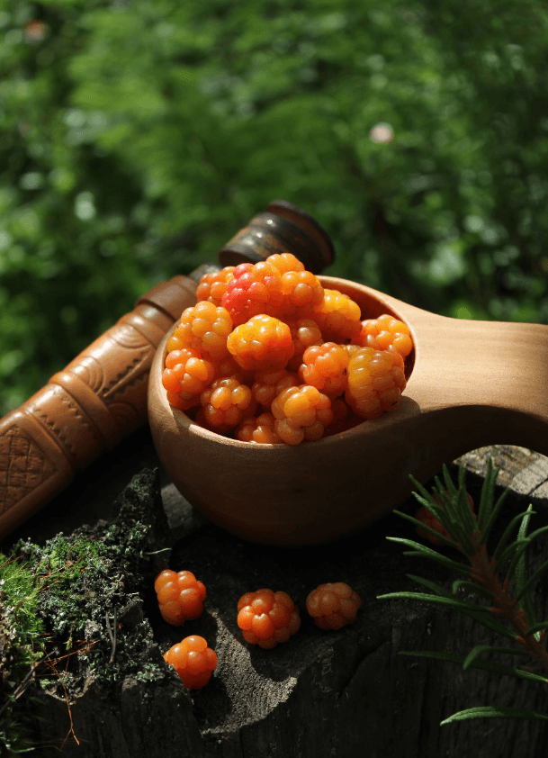 İskandinavların Altın Meyvesi: Cloudberry