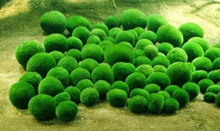 Aşkın ve şansın sembolü: Marimo