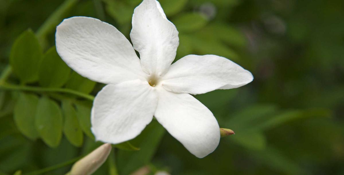 Tanrı'nın Armağanı: Yasemin