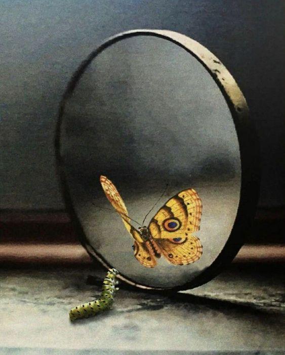 The Enchanting Life of Butterflies: Unveiling Their Secrets