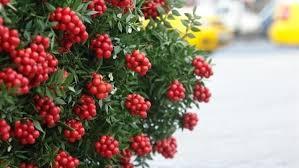 Yeni Yılın Uğurlu Çiçeği: Kokina