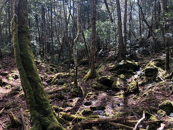 İntihar Ormanı: Aokigahara