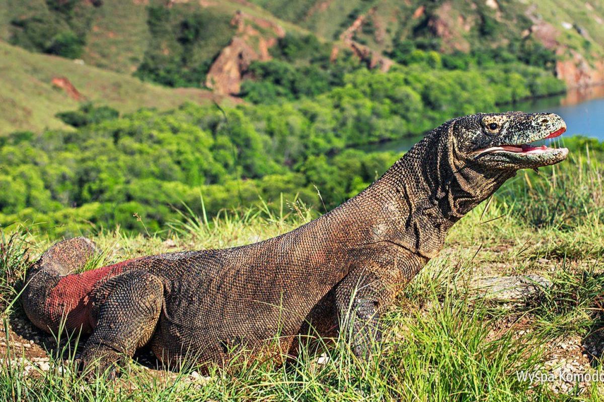 Dünyanın En Büyük Kertenkele Türü- Komodo Ejderi