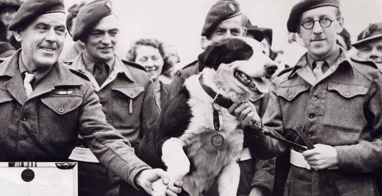 Dickin Madalyası: Hayvanları Onurlandırmak