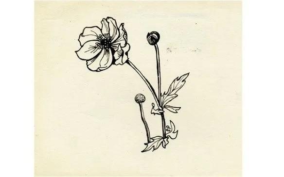 Sylvia Plath ve Çizimleri