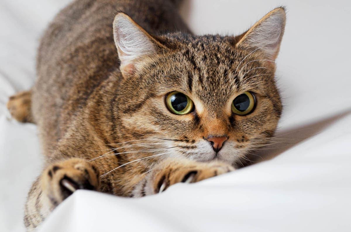 Kedilerde Calisivirüs Enfeksiyonu