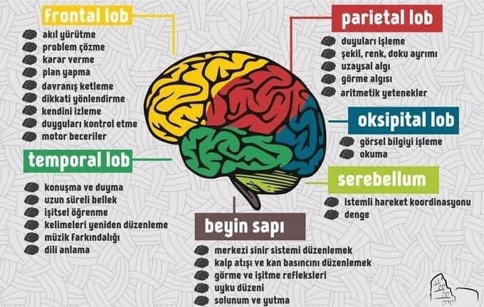 Beynin Bölümleri ve İşlevleri